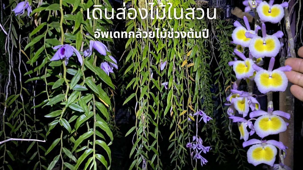 เดินส่องไม้ในสวน อัพเดทกล้วยไม้ช่วงต้นปี #กล้วยไม้ #orchid #flowers #thailand 