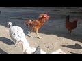 young rooster part 1||Animals Earth