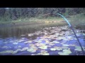 Ловля некрупной щуки в кувшинках с лодки на блесну незацепляйку атом rybachil.ru видео