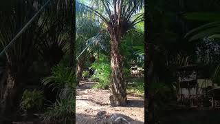 Download Lagu lantak jangg MP3