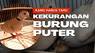 WAJIB TAHU !!! Kekurangan Burung Puter