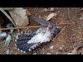 TRAPPING OF BIRD WITH HAND MADE BIRDS TRAPPER  USING TERMITES |tangkhul naga style.