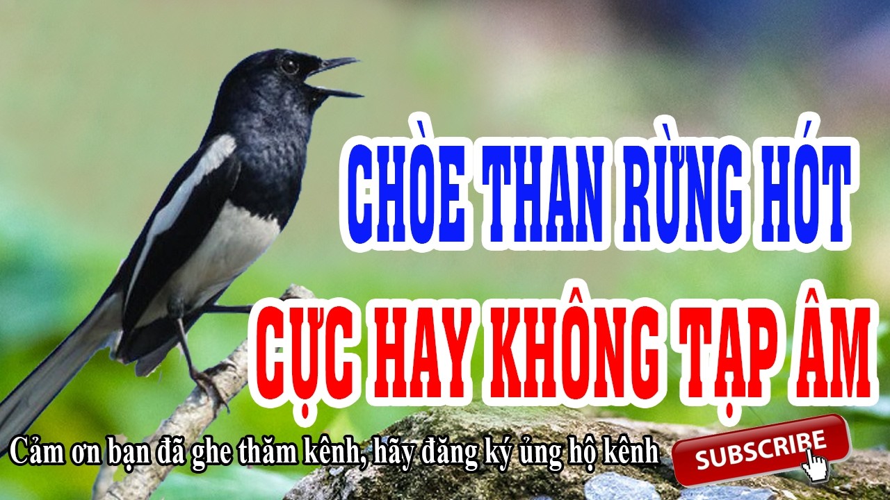 Chòe Than Môi hót 3 giờ không tạp âm kích bổi - Chòe than hót