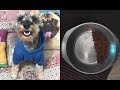ご飯を必ず半分残す犬、その悲しい理由とは・・・