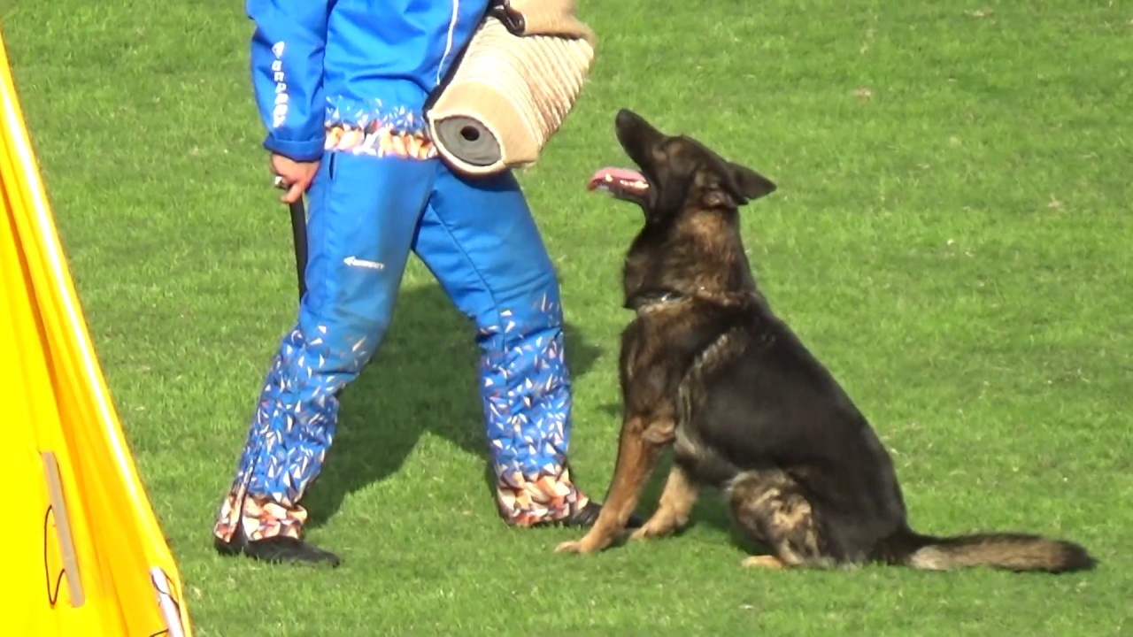 2019 WUSV IGP WM in Modena 66 NED‐4 JAN KUIPERS  DUKE M C82