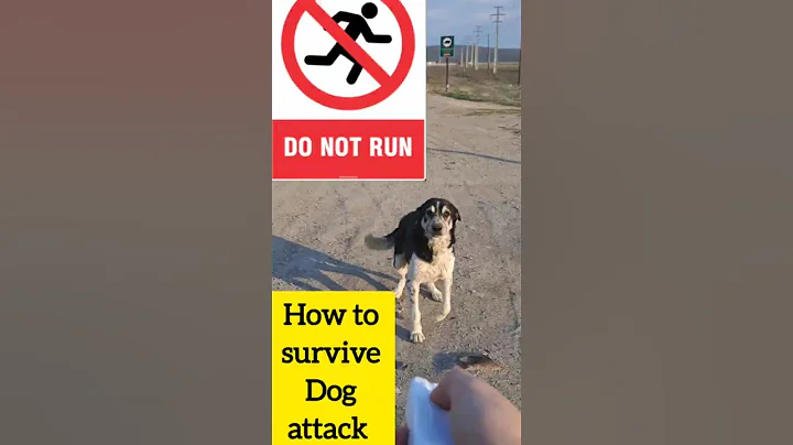 How to survive a dog attack