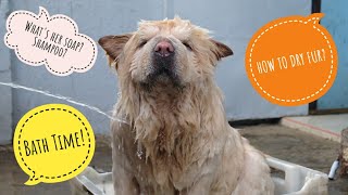 Dogs VLOG: How to Properly Bathe and Groom your Dogs or Puppies? Dory the Chow Chow Takes a Bath!
