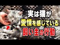 猫が深い愛情を感じている飼い主さんの行動 "7選"