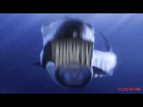 Finding Nemo  Barracuda