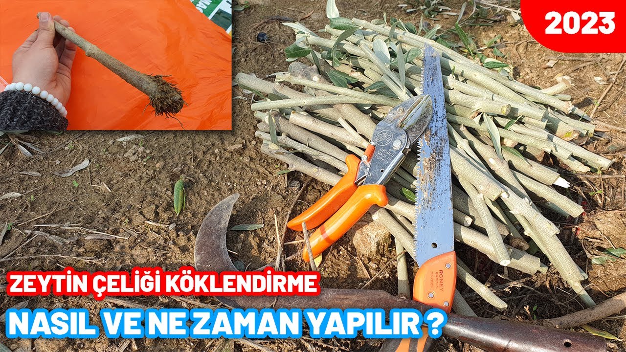 BU VİDEOYU İZLEMENİZ ŞART ❗️ ZEYTİN ÇELİĞİ KÖKLENDİRME NASIL YAPILIR ❓ Çelik Köklendirme | 2023