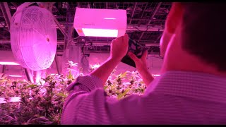 LED Grow Lights: Accelerated Harvest with Heliospectra's Spectral Control