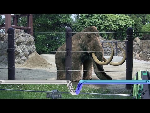 The Extinction And Resurrection Of The Woolly Mammoth