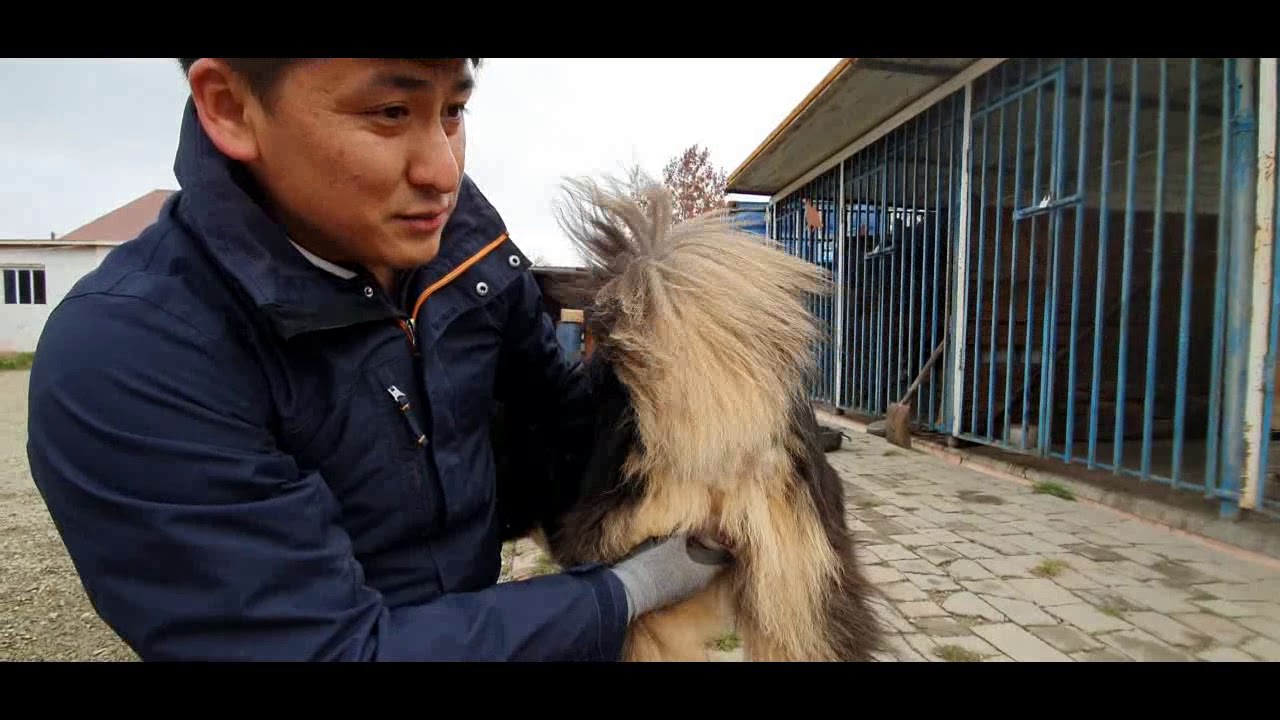 Нохойн ороо нийллэг | Dogs in heat and Mating