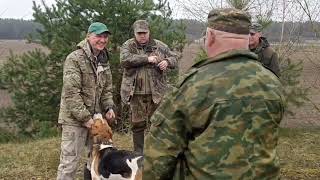 Брестские областные индивидиуально - командные состязания гончих собак по зайцу.