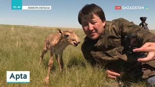 видео: Елімізде киік ату фактілері азаймай тұр картинка: Елімізде киік ату фактілері азаймай тұр
