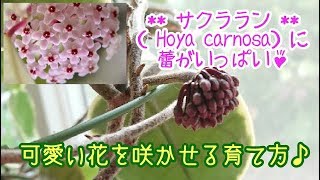 02 How to grow Hoya 