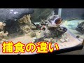 【釣り実験】ニオイのあるワームと無いワームでの捕食の違いが凄かった！