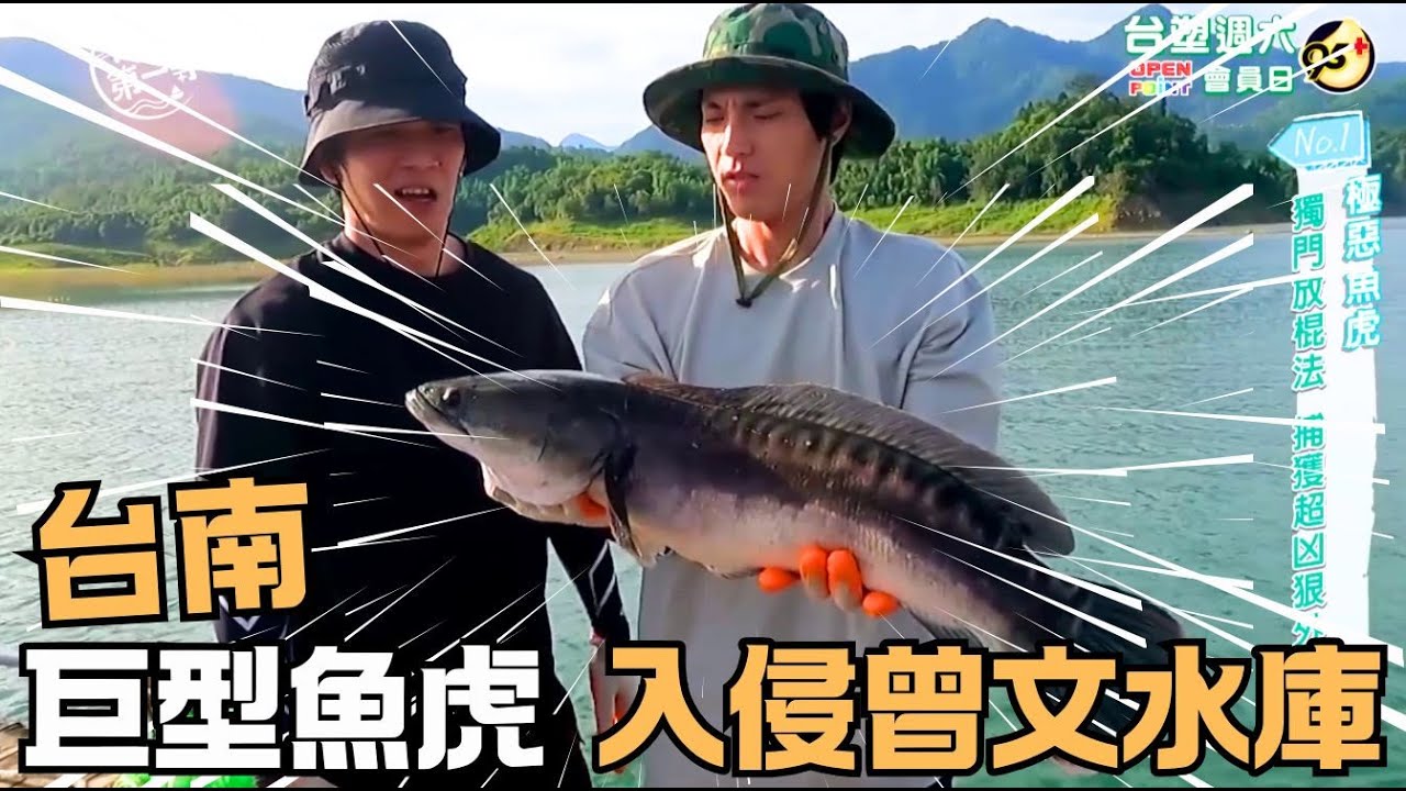 【嘉義】巨型魚虎護幼 曾文水庫出現火狐狸 魚虎球｜《世界第一等》1062集 精華版  Giant Mudfish