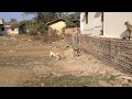 LANGOOR VS DOGS # DOGS CHASED LANGOOR # 1  MONKEY VS 4 DOGS # MONKEY FIGHTS DOGS by Shooter