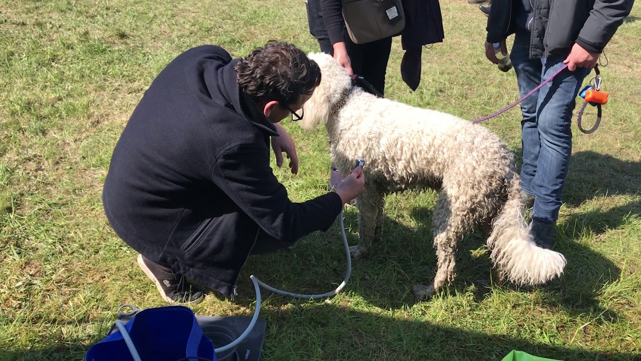 Portable Outdoor Dog Shower Kit with Bucket YouTube