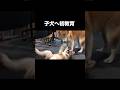 先住犬が子犬を初教育をしたらまさかの結末に… #柴犬 #shibainu #子犬