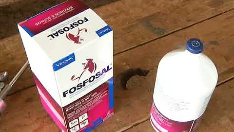 Pode aplicar Fosfosal em vaca prenha?
