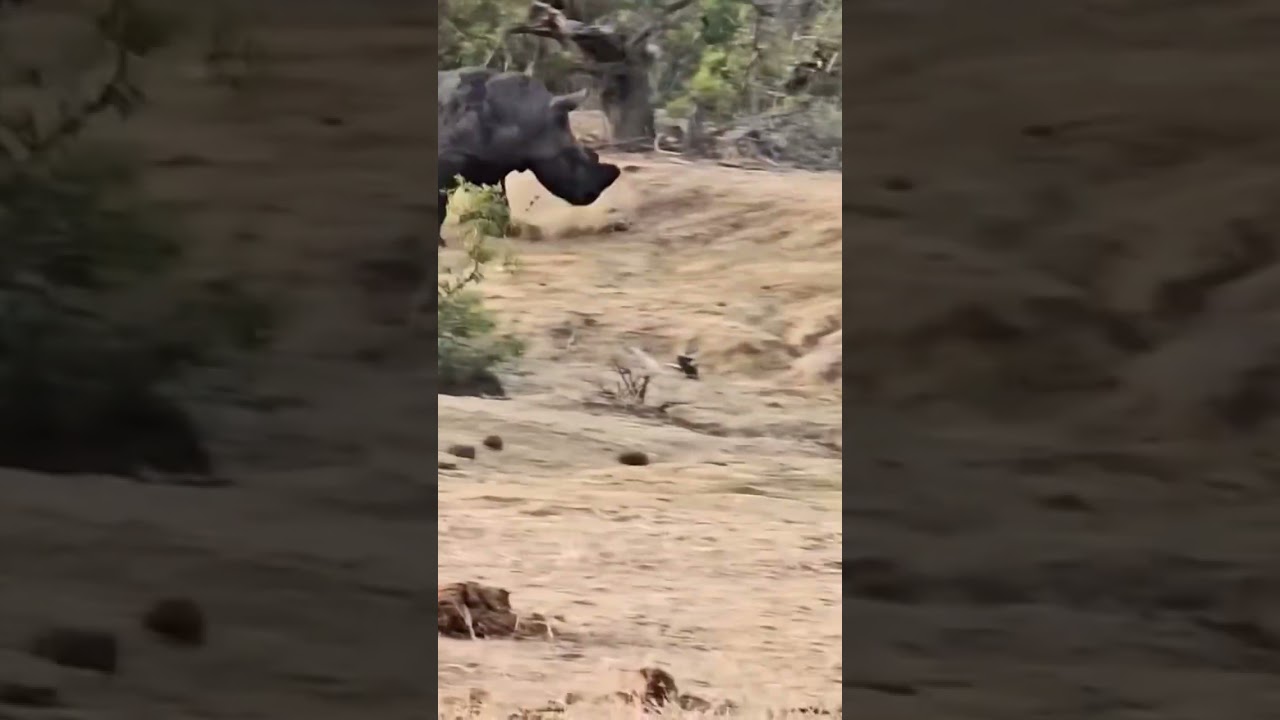 These lions messed with the wrong rhino 😱😲 