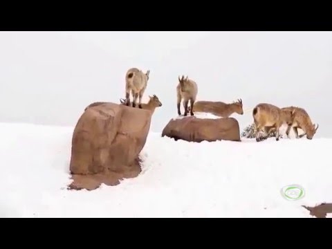 ბიომრავალფეროვნება