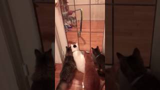 猫びっくり ヘビのおもちゃに超ビビリ Youtube