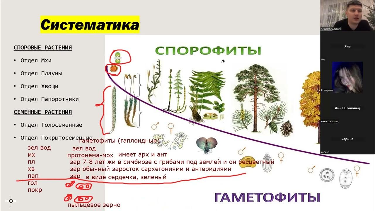 Гаметофит растения является