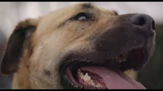 『ストレイ 犬が見た世界』本編映像