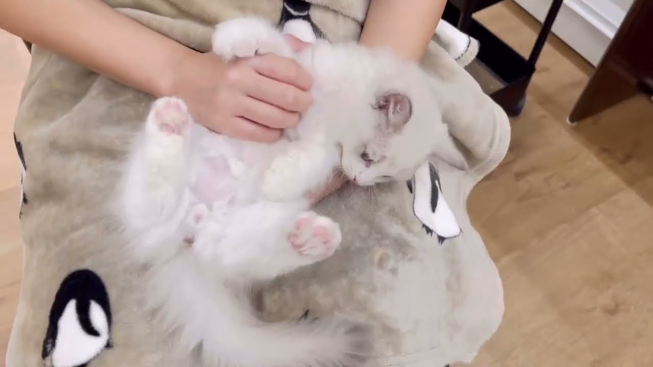 ラグドール特集 】8/22現在在店中のぬいぐるみ系美猫！最新動画は必見