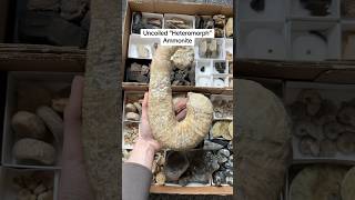 Heteromorph Ammonite Fossil