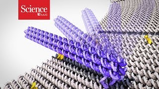 Watch a robot made of DNA swing its arm