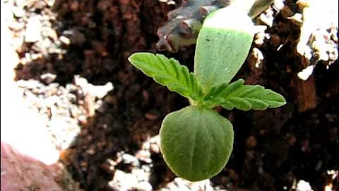 THE HAPPY SAINT PATRICKS DAY FOUR LEAF CLOVER