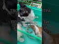 помощьбездомным Fannyvideo Animals животные котики Cat Catshorts Catvideos Cats помощьбездомным Fannyvideo Animals животные котики Cat Catshorts Catvideos Cats
