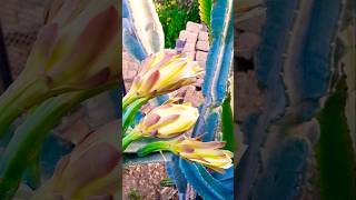 Is this a Peruvian Apple cactus? Help Me identify #gardening #cactus #dragonfruit