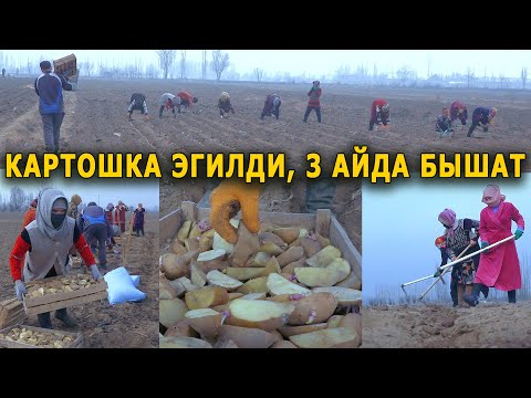 Video: Эрте картошканы өстүрүүнүн технологиясы жок