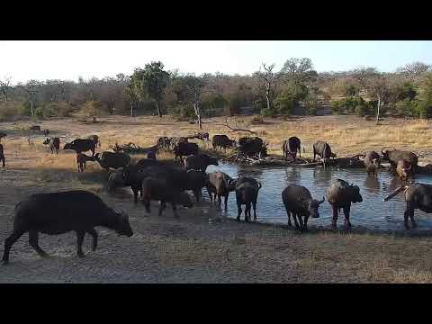 camera iphone 8 plus apk Djuma Private Game Reserve Live Stream