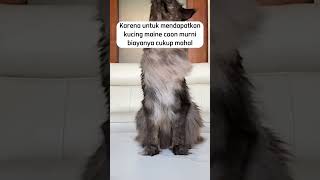 Harga kucing maine coon #kucingpintar #kucingimut #mainecoonlovers #mainecoon