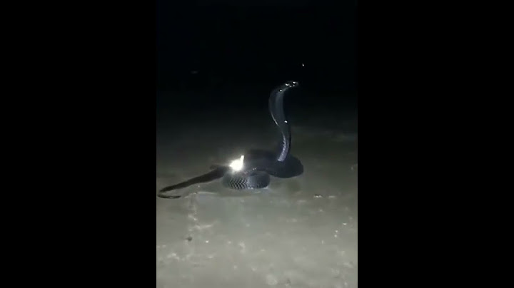 நாகமணி | Nagamani | Snake diamond