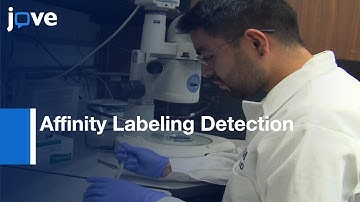 Affinity Labeling Detection of Endogenous Receptors of Embryos | Protocol Preview