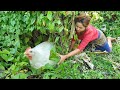 Women found chicken white for cook with tomato at bamboo hut - Eating delicious