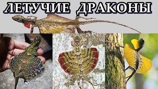 ЛЕТУЧИЕ ДРАКОНЫ