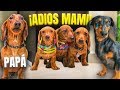 NOS VAMOS CON PAPÁ ADIÓS FAMILIA | LOS POLINESIOS VLOGS