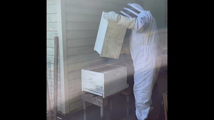 My first bee video