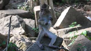 Adorable Baby Monkey videos &amp; Lovely My Monkey-