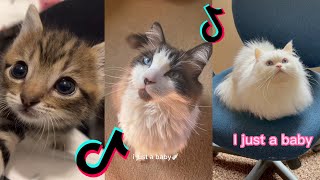 i'm just a baby tiktok cat compilation by Rainbow Cats 25,961 views 1 year ago 3 minutes, 22 seconds