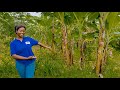 GURA UDAHENZWE IKIBANZA KIZA KUGICIRO GITO 450M2 KURI 7 500 000FRW KIGALI NYARUGEGE KANYINYA GURA UDAHENZWE IKIBANZA KIZA KUGICIRO GITO 450M2 KURI 7 500 000FRW KIGALI NYARUGEGE KANYINYA
