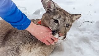 THE STORY OF THE COUGAR NALA
